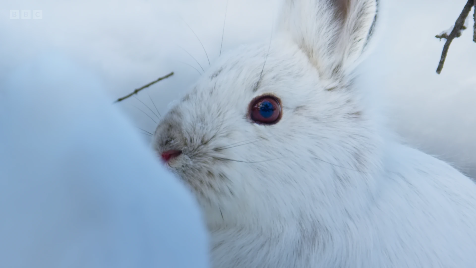 Snowshoe hare (Lepus americanus dalli) as shown in Seven Worlds, One Planet - North America